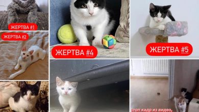 Зоозащитники Петербурга ищут «маньяка», который берет котят по объявлениям и исчезает. Тревогу забили волонтеры…