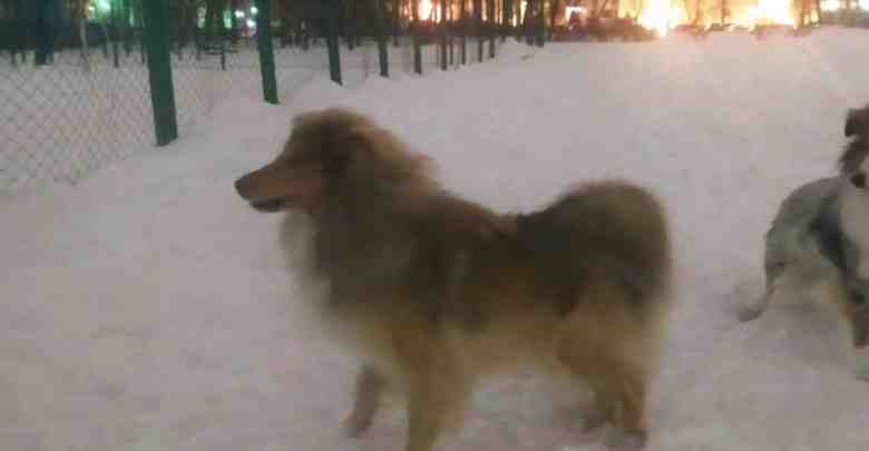 Потерялась собака Лиса 31/12 в 21:30 убежала в неизвестном направлении от адреса ул. Котина…