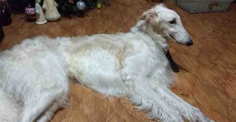Сегодня утром на проспекте Шаумяна найдена собака породы Русская борзая. Кобель. Ищем хозяев или…