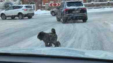 Кто то потерял собаку (породистая с ошейником). Бегает на пересечении Петергофского шоссе и проспекта…