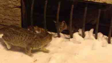 В Петербурге спасли котят, запертых в подвале Мариинского театра Неравнодушные горожане услышали зов животных…