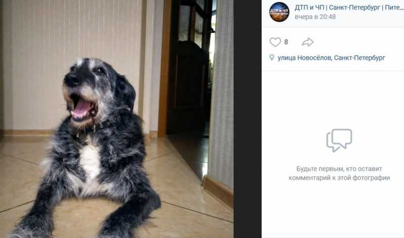 Грохот фейерверков привел к массовому бегству собак в Петербурге