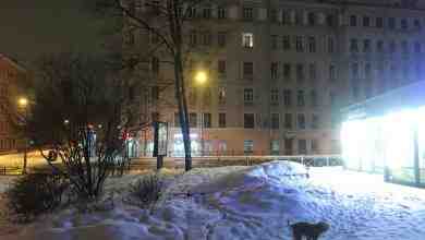Собака ищет своего человека в районе перекрёстка Куйбышева и Мичуринской