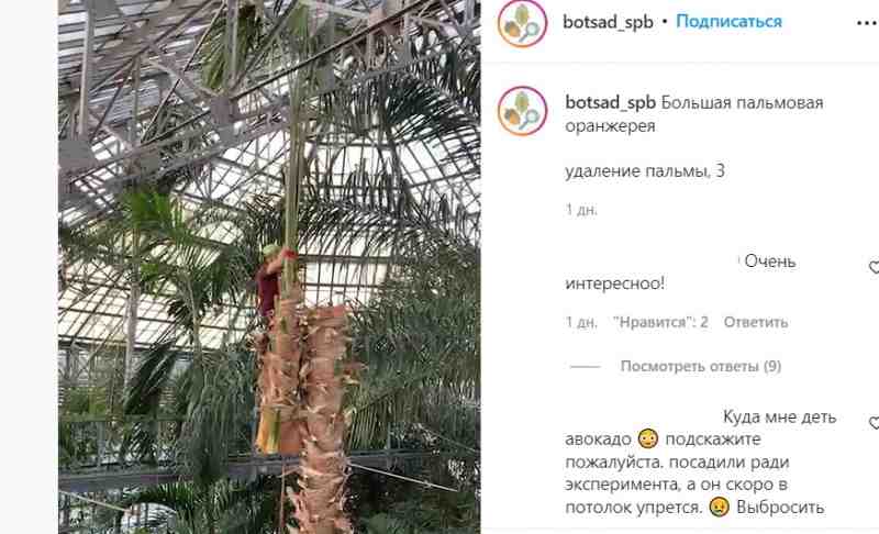 Пережившую годы блокады пальму срубили в Ботаническом саду