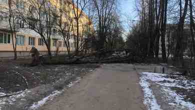 В Московском районе, во дворах на проспекте Космонавтов упало дерево. Последствия ветра