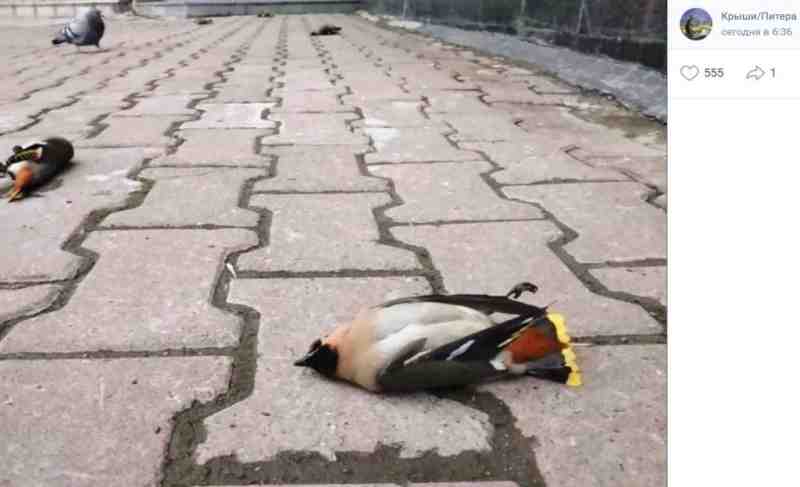 Биолог рассказал, как спасти опьяневших от рябины птиц - Новости Санкт-Петербурга