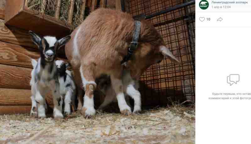 В Ленинградском зоопарке родились 11 козлят, уже встали на ножки - Новости Санкт-Петербурга