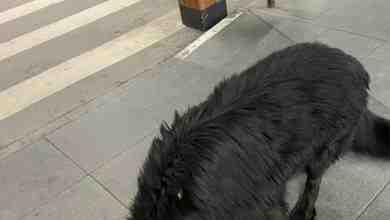 На парковке Мега Парнас крупный красивый пёс, чёрная лохматая ласковый. Гладится, но осмотреть не…