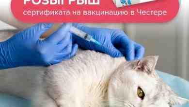 Друзья, всем привет. Мы “Честер” — многопрофильный ветеринарный центр в Приморском районе города Санкт-Петербурга….