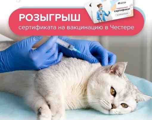 Друзья, всем привет. Мы “Честер” — многопрофильный ветеринарный центр в Приморском районе города Санкт-Петербурга….