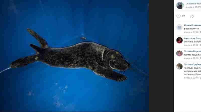 На южном берегу Финского залива спасли двух тощих раненых тюленят - Новости Санкт-Петербурга