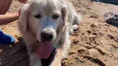 В Репино на пляже плоховидящий пёс ищет своего хозяина. Между Кромвелем и Пенатами. [id154405459|Валерия…