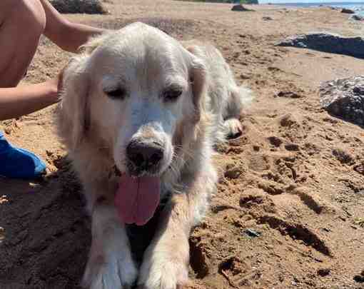 В Репино на пляже плоховидящий пёс ищет своего хозяина. Между Кромвелем и Пенатами. [id154405459|Валерия…