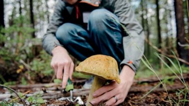 Вместо грибов в лесу под Всеволожском петербуржец нашел гниющий труп Умерший был в одежде…