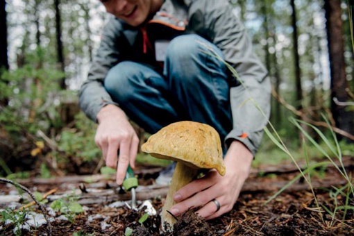 Вместо грибов в лесу под Всеволожском петербуржец нашел гниющий труп Умерший был в одежде…