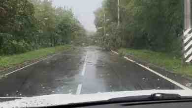 На дороге к Шалашу Ленина упало дерево и лежит на дороге, провода оборваны