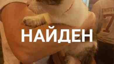 Нашли кошку в Красносельском районе на Партизана Германа, напишите пожалуйста кто потерял