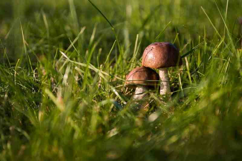 Любителям «тихой охоты» рассказали, какие грибы и ягоды сейчас растут под Петербургом - Новости Санкт-Петербурга