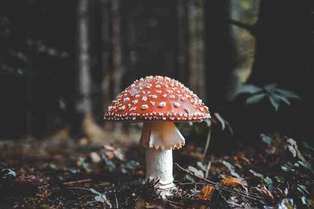 Эксперт объяснил, что нужно делать, чтобы не отравиться лесными грибами - Новости Санкт-Петербурга