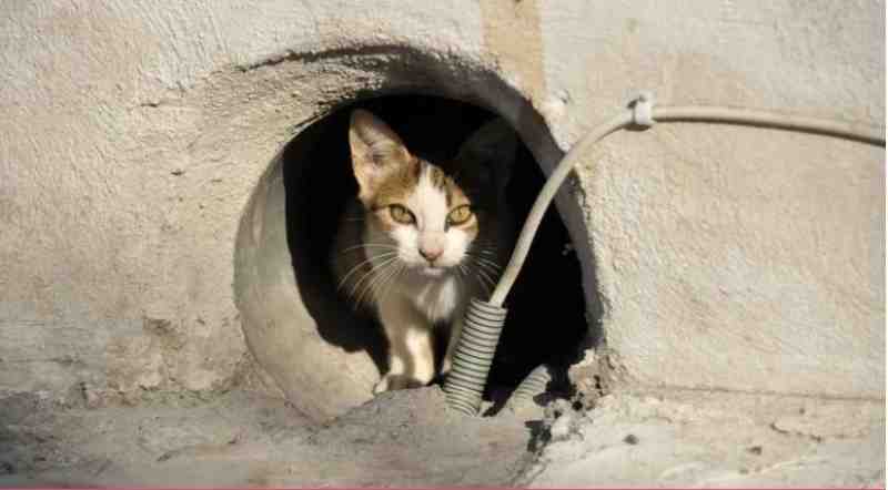 Петербургские кошки задыхаются в замурованных подвалах из-за управляющих компаний - Новости Санкт-Петербурга