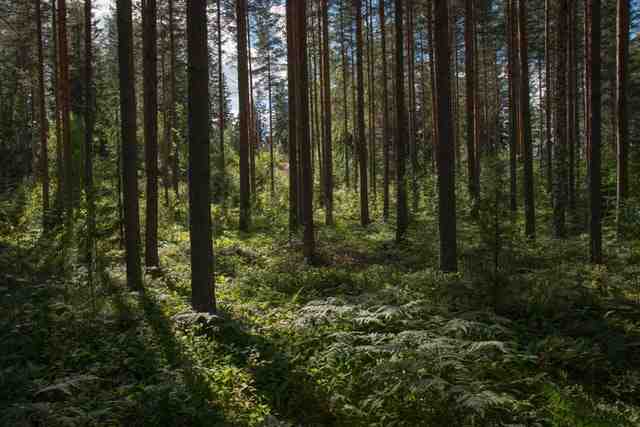Петербуржцам перечислили необходимые вещи для похода в лес - Новости Санкт-Петербурга