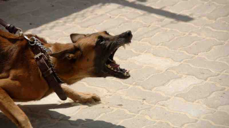 Специалисты МЧС объяснили, как спастись от агрессивной собаки - Новости Санкт-Петербурга