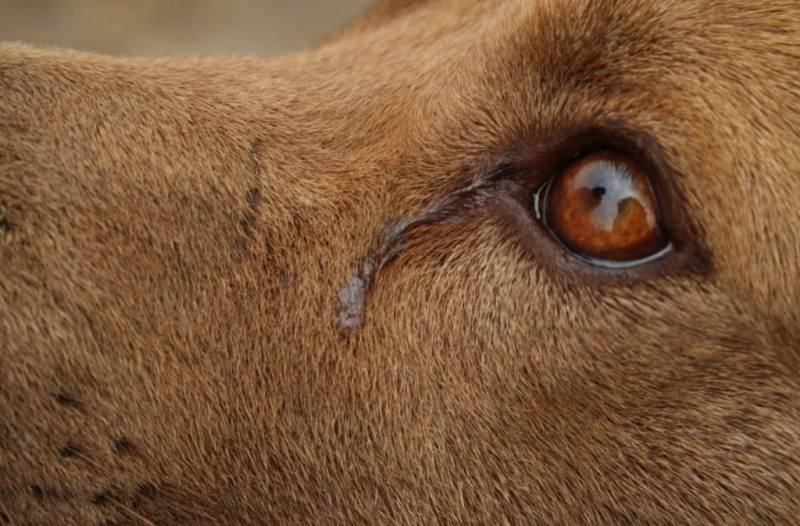 Ученые выяснили, почему собаки плачут при встрече с близкими людьми - Новости Санкт-Петербурга