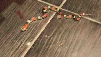 В квартиру петербуржца на Васильевском острове заглянул необычный гость — змея Мужчина встретил рептилию…