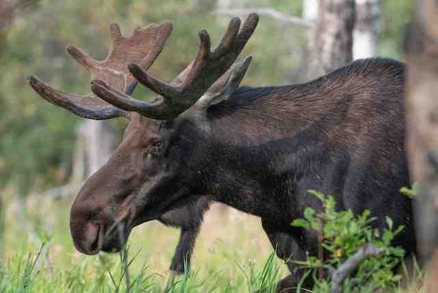 Биолог Глазков посоветовал кричать и свистеть, чтобы не встретиться с лосем в лесу - Новости Санкт-Петербурга