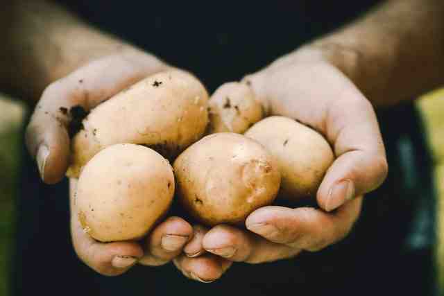 ETNT: названы побочные эффекты от употреблении картофеля - Новости Санкт-Петербурга