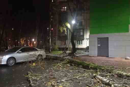 На Весту и Камри упало дерево у дома 66 по Краснопутиловской