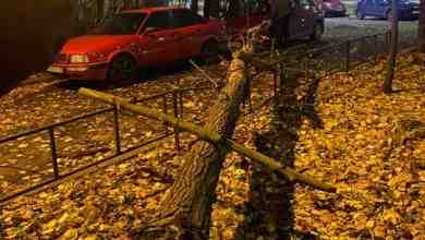 Дерево упало на Пежо на Краснопутиловской 94