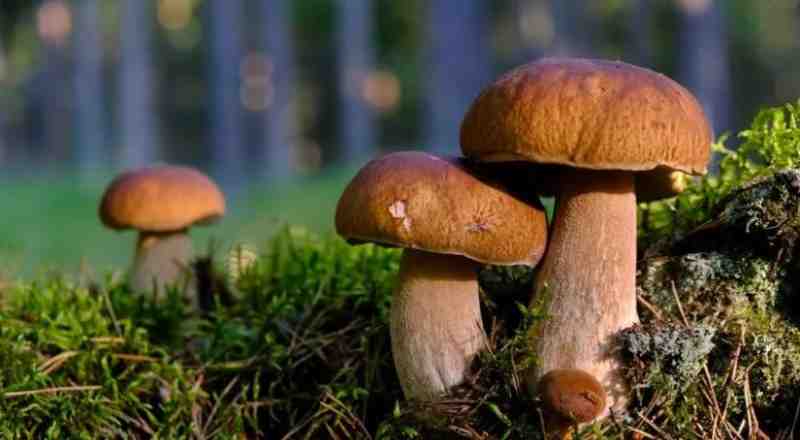 Биолог Глазков посоветовал отказаться от употребления грибов-гигантов - Новости Санкт-Петербурга