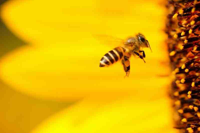 Британские ученые впервые доказали, что пчелы умеют и очень любят играть - Новости Санкт-Петербурга