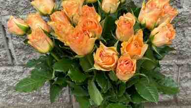 Ноябрь — время ярких красок Роза от 59 руб за штуку…