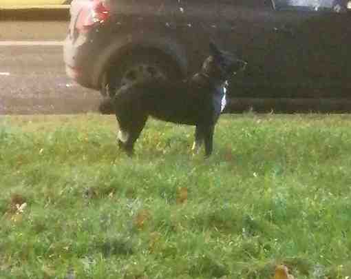 На Будапештской улице рядом со школой 365 бегает собака чёрного цвета с белым пятном…