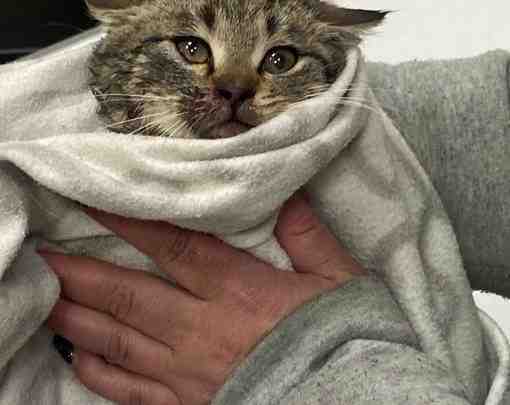 20 ноября в СПб на Литейном мосту в районе нашли котёнка-подростка. Мальчик (как сказал…
