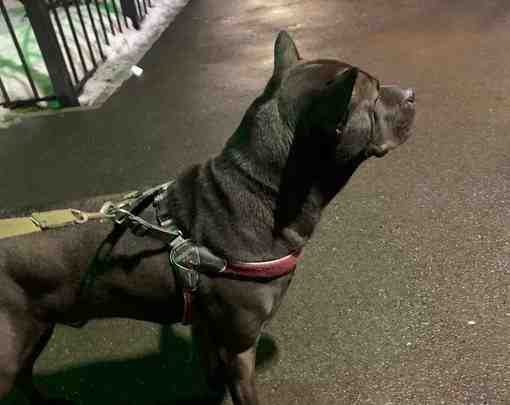 У метро Беговая найдена собака(кобель) Надежда +79213774882