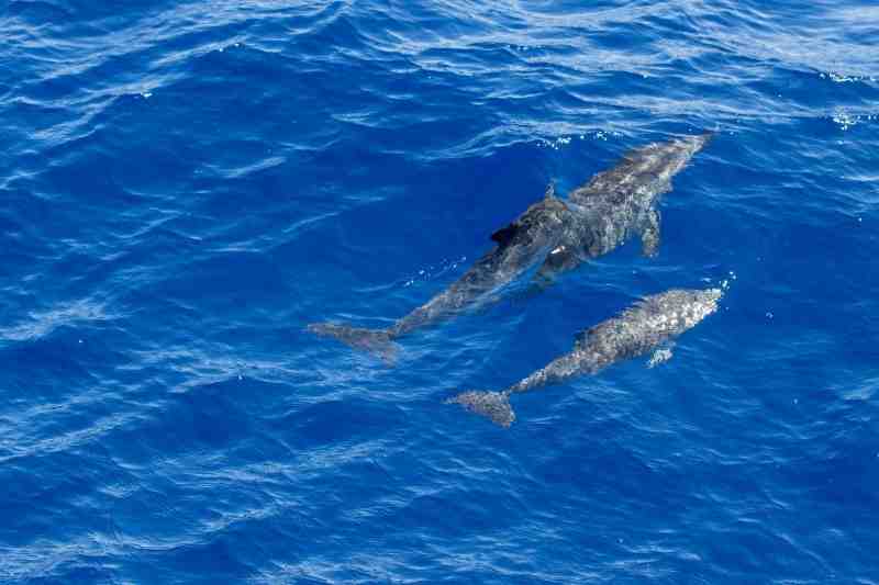 Не трогайте дельфинов: Госдума ужесточит запрет на ловлю морских млекопитающих - Новости Санкт-Петербурга