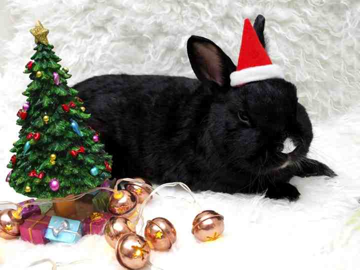Не спугнуть кролика: как отмечать Новый год - Новости Санкт-Петербурга