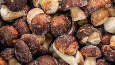 Свежезамороженные грибы и свежезамороженные ягоды отличного качества по оптовой цене с бесплатной…