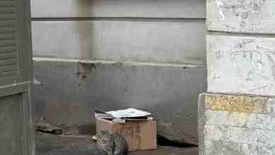 Сидит котенок у ст. метро Площадь Ленина. Заметили недавно, у самих 2 кота и…