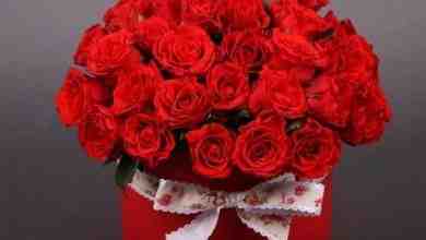 Тюльпаны от 99 руб Роза премиум класса Большой ассортимент сборных…