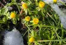 В Ботаническом саду Петра Великого расцвёл весенник зимний. Десятки желтых бутонов заметили среди снега