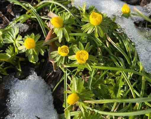 В Ботаническом саду Петра Великого расцвёл весенник зимний. Десятки желтых бутонов заметили среди снега