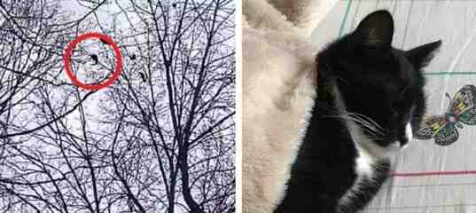 В Ульянке кошка провела около 12 часов на верхушке дуба, но в итоге не…