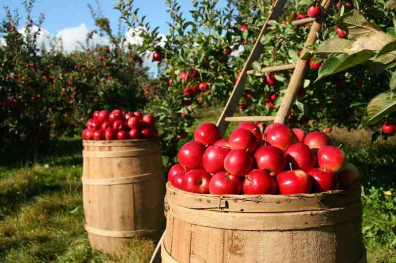 Яблочное время: когда пора высаживать яблони в Ленобласти - Новости Санкт-Петербурга