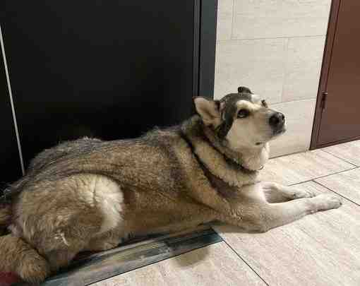 На Кушелевской дороге у дома 5к2 была найдена собака. Мальчик, серой окраски, большая порода….