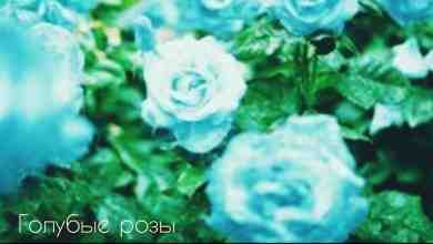 ***Голубые розы*** Голубые розы, Вянут под окном, Сотри с лица ты слёзы, С тобой…