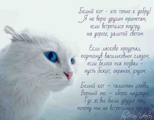 Белый кот #стихи #творчество #горныйстай